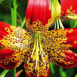 Лилия видовая Фьюжн НАБОР 2ШТ (1+1) Лилия видовая Фьюжн НАБОР 2ШТ (1+1)