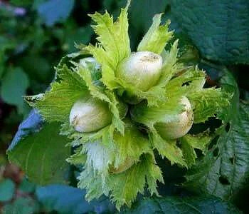 Лещина обыкновенная Первенец