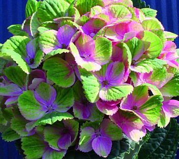 Гортензия крупнолистовая Мэджикал Аметист