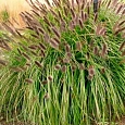 Пеннисетум лисохвостый Black Beauty