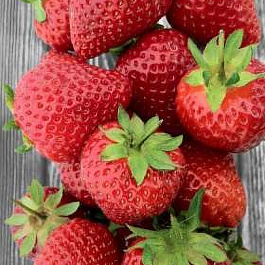 Земляника садовая Порландо
