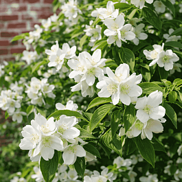 Чубушник гибридный Erectus