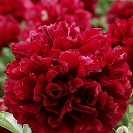 Пион травянистый Patio Peony London