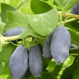 Жимолость плодовая Ленинградский великан