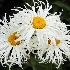 Нивяник наибольший Олд Корт Верайети