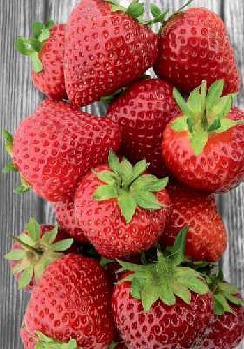 Земляника садовая Порландо