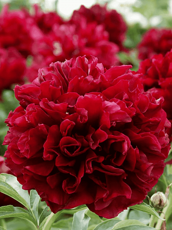 Пион травянистый Patio Peony London