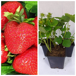 Земляника садовая Олимпия НАБОР 3ШТ