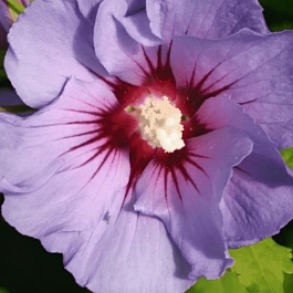 Гибискус Сирийский Marine