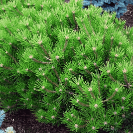 Сосна густоцветная Low Glow 40-60см