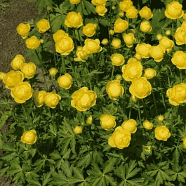 Купальница европейская Lemon Supreme