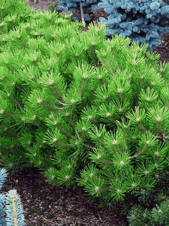 Сосна густоцветная Low Glow 40-60см