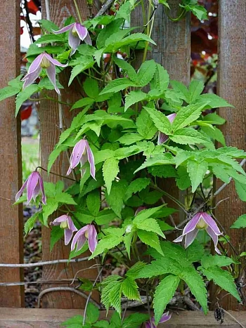 Клематис Columella