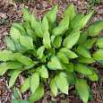 Хоста гибридная Гуакамоле Хоста гибридная Гуакамоле