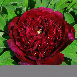 Пион древовидный Эрли Блэк