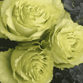 Роза чайно-гибридная Lemonade