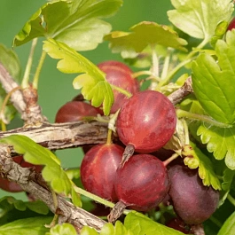 Крыжовник обыкновенный Славный