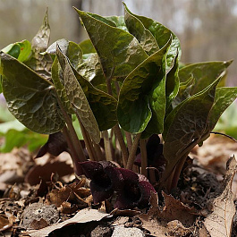 Копытень Зибольда