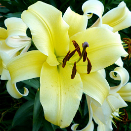 Лилия ОТ-гибрид Биг Бразер