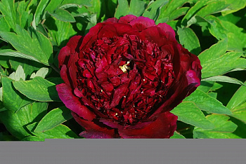 Пион древовидный Эрли Блэк