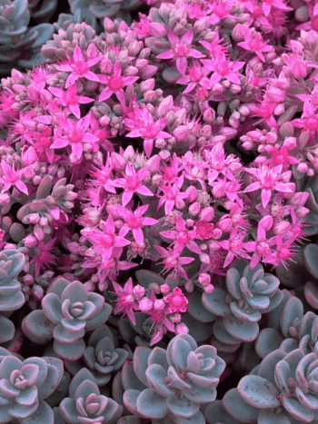 Очиток голостебельный Sakhalin