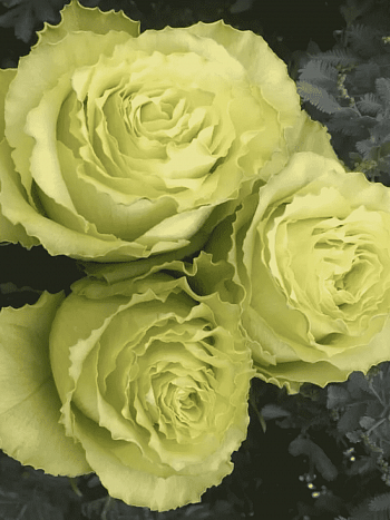 Роза чайно-гибридная Lemonade