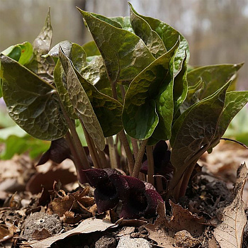 Копытень Зибольда