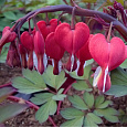 Дицентра (разбитое сердце) великолепная Valentine