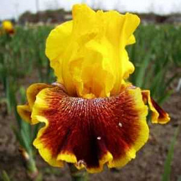 Ирис бородатый Хуп ем Ап