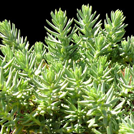 Седум гибридный Блу Спрус