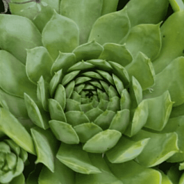 Молодило гибридное Weberianum