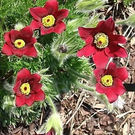 Прострел обыкновенный Pulsar Red Shades