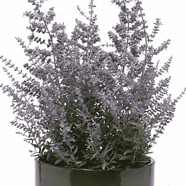 Перовска прямолистная Bluesette