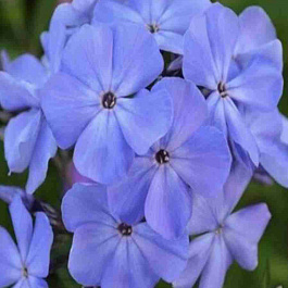 Флокс метельчатый Чистое Небо