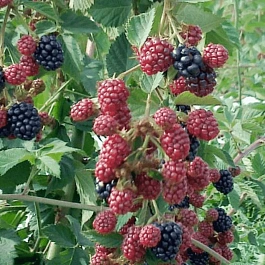 Ежевика садовая RЕUBEN