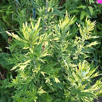 Полынь обыкновенная Ауреовариегата