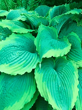 Хоста Spartacus