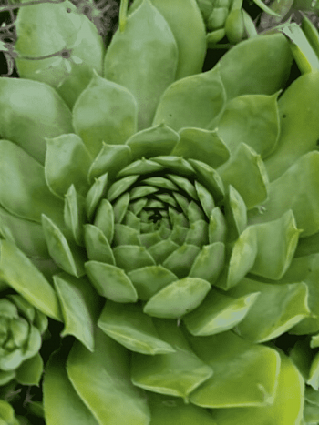 Молодило гибридное Weberianum