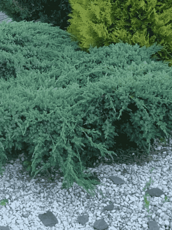 Можжевельник казацкий Blue Sparkle