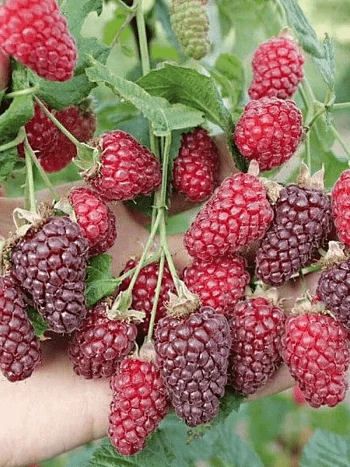 Ежемалина гибридная Buckingham Tayberry