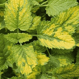Мелисса лекарственная Aureovariegata