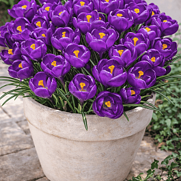 Крокус крупноцветковый Flower Record