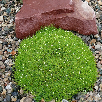 Мшанка шиловидная Грим Мосс