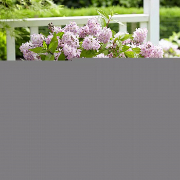 Дейция гибридная Распберри Сандей