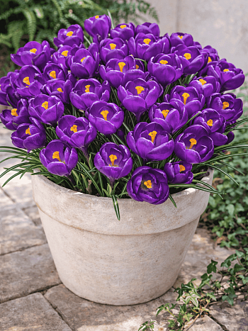 Крокус крупноцветковый Flower Record