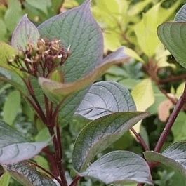 Дерен белый Westonbirt