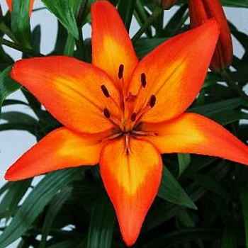 Лилия ЛА-гибрид Фиамма НАБОР 2ШТ (2+2)