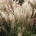 Мискантус китайский Early Hybrids