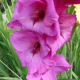 Гладиолус Fidelio