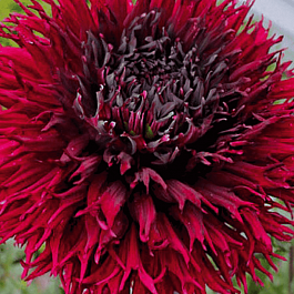 Георгина Kenora Macob-b